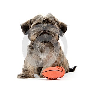 Shih Tzu puppy with a toy