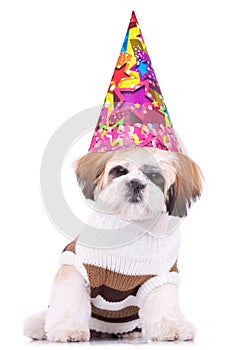 Shih tzu puppy wearing a party hat