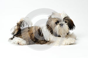 Shih Tzu puppy on white background