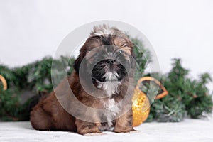 Shih Tzu puppy on white background with Christmas decorations. Christmas decor