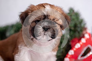 Shih Tzu puppy on white background with Christmas decorations. Christmas decor