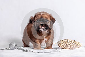 Shih Tzu puppy on white background with Christmas decorations. Christmas decor