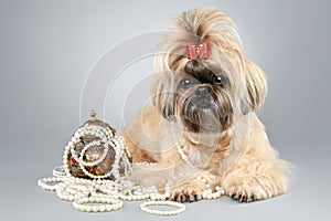 Shih tzu with red bow and with accessories