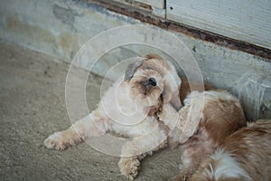 Shih Tzu scratching his neck due to itching and was lying on the floor. Shih Tzu puppies are resting in the house. Animals dog