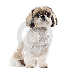 Shih Tzu sitting