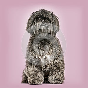 Shih Tzu sitting against pink background