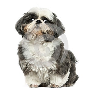 Shih tzu sitting, looking at the camera, isolated