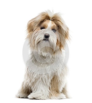 Shih Tzu sitting, , 7 months old