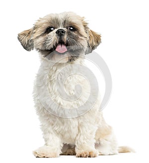 Shih tzu sitting, panting, 2 years old, isolated