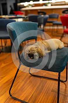 Shih Tzu sleeps on comfortable blue chair at office