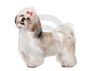 Shih Tzu standing