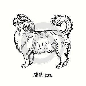 Shih Tzu standing side view. Ink black and white doodle drawing