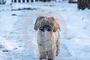 Shih tzu stands on snowy road on sunny winter frosty day