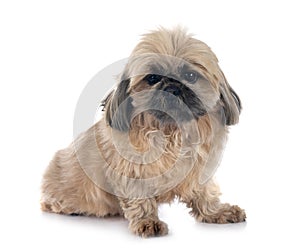 shih tzu in studio