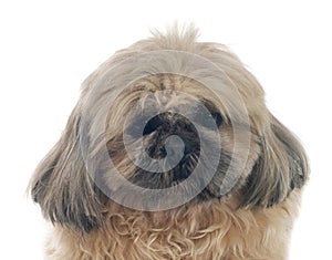 shih tzu in studio