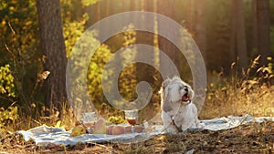 Shih Tzu on a sunset picnic in nature