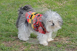 Shih Tzu with sweater.