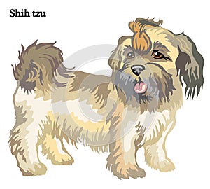 Shih tzu vector illustration