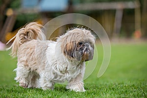 Shih Tzu walking