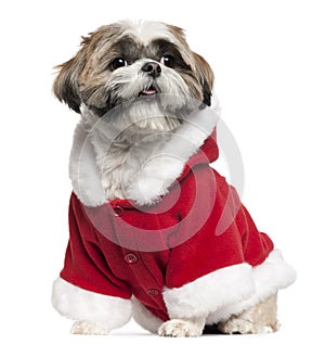 Shih Tzu wearing Santa outfit, 4 years old