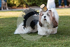 Shih Tzu Wears Cigarette Girl Costume At Festival Pet Parade