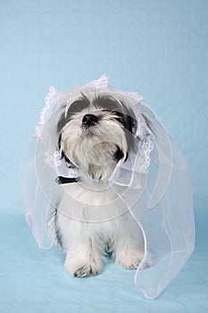 Shih Tzu in a wedding veil