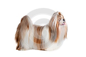 Shih Tzu, 6 year old standing against white background