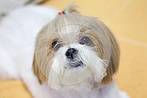 Shihtzu