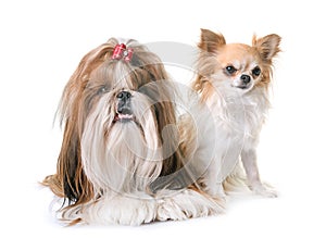 Shihtzu and chihuahua