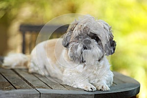 Shihtzu dog