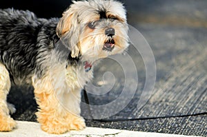 Shihtzu dog in parking lot, Florida