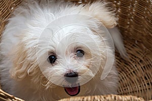 Shihtzu puppy breed tiny dog