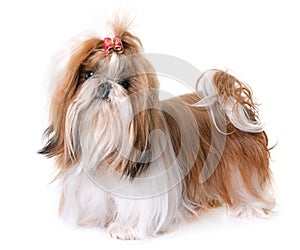 Shihtzu in studio