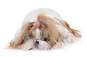 Shihtzu in studio