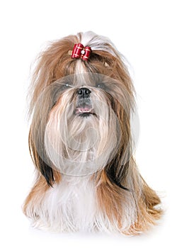 Shihtzu in studio