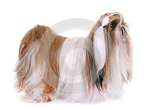 Shihtzu in studio