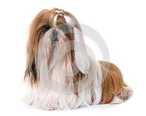 Shihtzu in studio