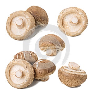 Shiitake collection in white background