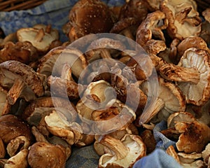 Shiitake edible mushrooms at retail display