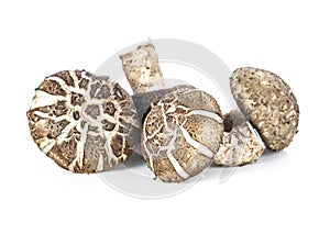 Shiitake isolated on white background