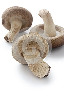 Shiitake, japanese mushrooms