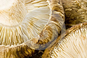 Shiitake mushroom