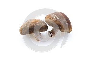 Shiitake mushroom