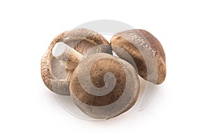 Shiitake mushroom