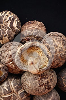 Shiitake mushroom