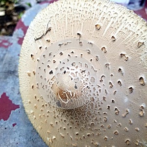 Shiitake mushroom cap