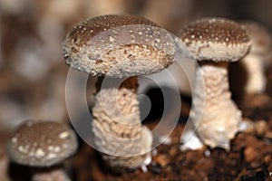 Shiitake mushroom at close quarters