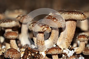 Shiitake mushroom is an edible mushroom