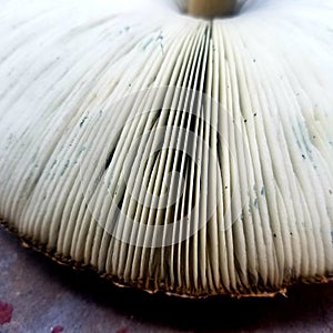 Shiitake mushroom gills