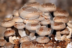 Shiitake mushroom grow together in groups